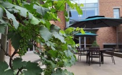 葡萄城信息技术有限公司有何核心优势？