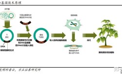 转基因技术，为何要大力发展？