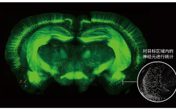 Clear-Vu显示技术如何实现视觉增强？