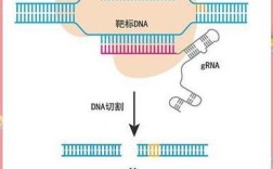 华大基因基因编辑技术有何突破？