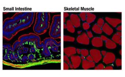 Chatroulette技术如何实现随机匹配与视频交互？