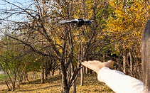 大疆无人机有哪些手势