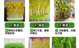 育豆芽技术如何迅雷下载？