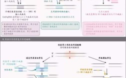 CRISPR技术属于哪种基因编辑技术？