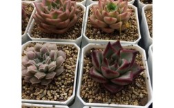 iphone5s2g网络能变4g