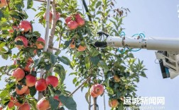 苹果技术支持岗位需要哪些核心能力？