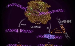 CRISPR技术风险何在？基因编辑隐患几何？