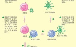 细胞免疫技术到底是什么？