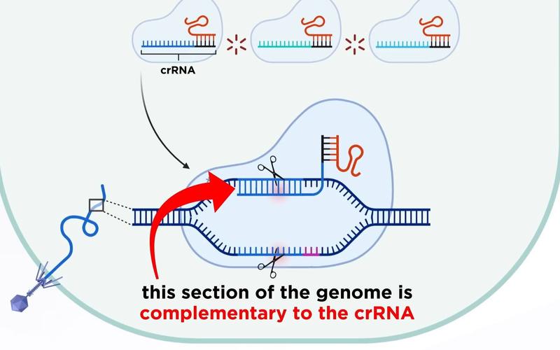 CRISPR-Cas9基因编辑技术，如何精准改写生命密码？-图1