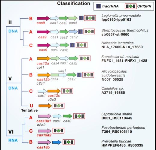 CRISPR-Cas9基因编辑技术，如何精准改写生命密码？-图3