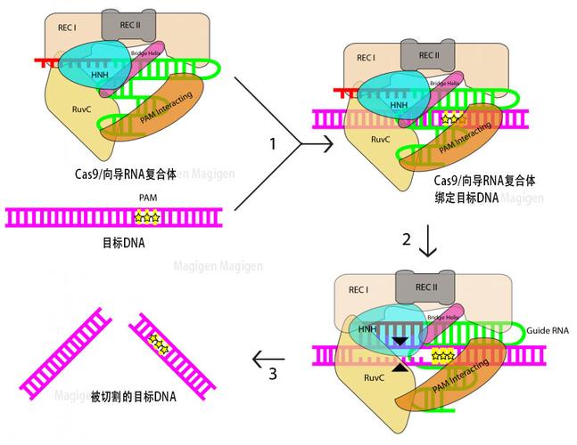 CRISPR-Cas9基因编辑技术，如何精准改写生命密码？-图2