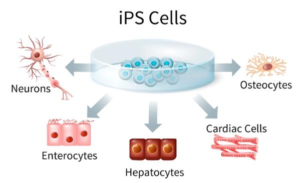 IPS与On-Cell技术,谁更优?-图1 IPS与On-Cell技术,谁更优?-图1