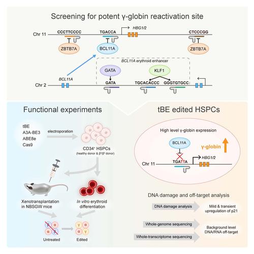 ngago基因编辑技术的优势与应用前景如何？-图1
