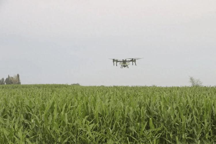 无人机打高杆玉米怎么操作？-图1