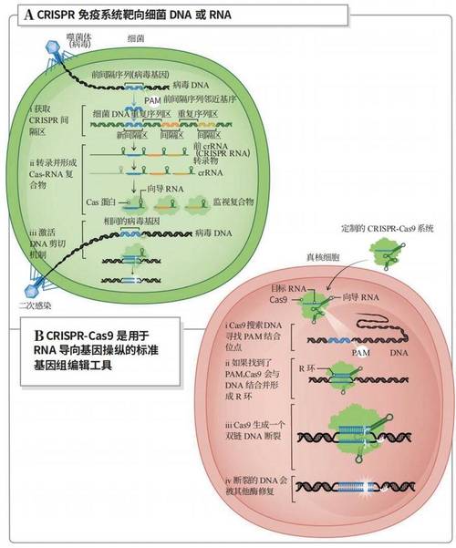CRISPR技术风险何在?基因编辑隐患几何?-图3 CRISPR技术风险何在?基因编辑隐患几何?-图3