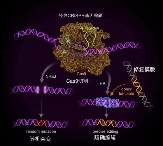 CRISPR技术风险何在?基因编辑隐患几何?-图1 CRISPR技术风险何在?基因编辑隐患几何?-图1