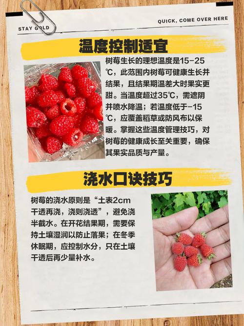 树莓栽培技术难？销售渠道怎么找？-图1