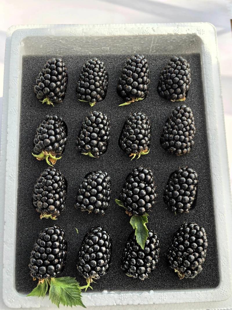 树莓栽培技术难？销售渠道怎么找？-图2