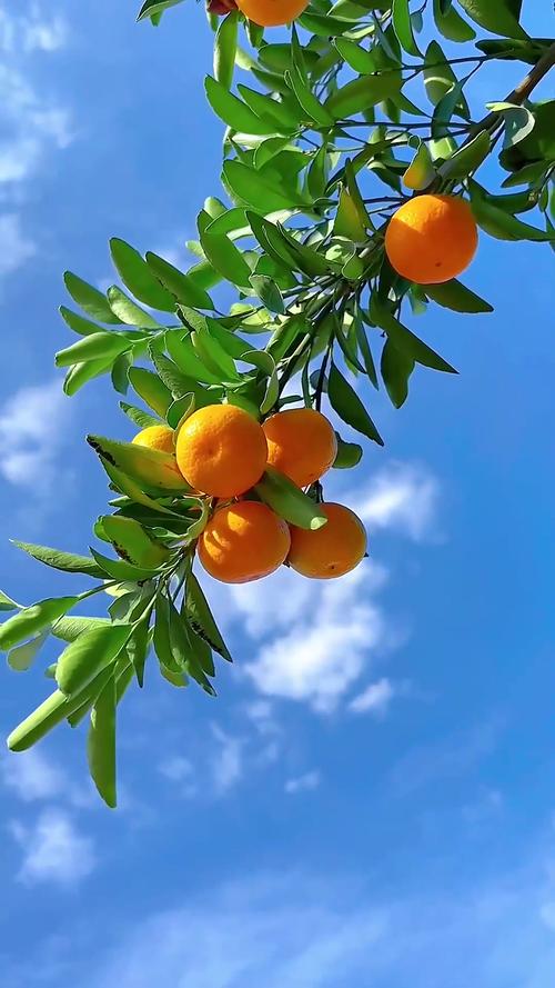 桔子手机角度感应技术有何独特优势？-图2