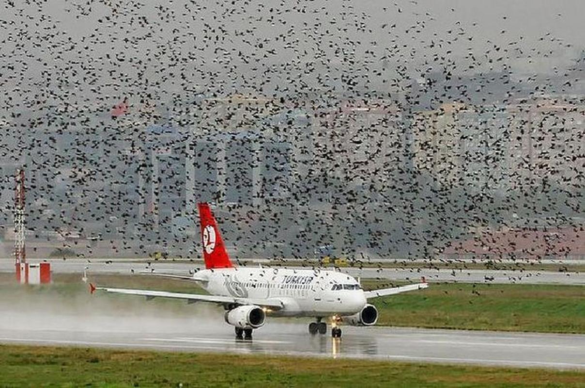 成都机场无人机事件图片-图1