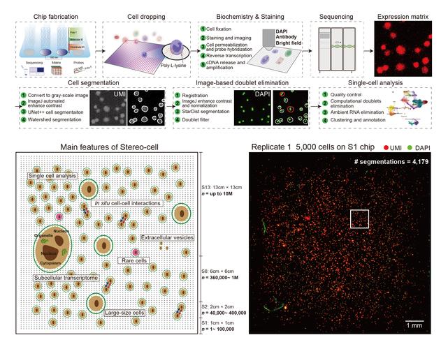 4 cell感光技术如何提升成像表现？-图3