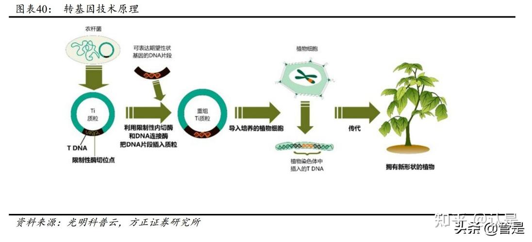 转基因技术，为何要大力发展？-图1