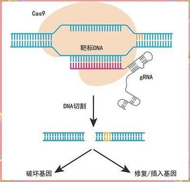 华大基因基因编辑技术有何突破？-图1