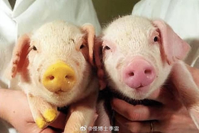 同性繁殖技术突破伦理底线了吗？-图3