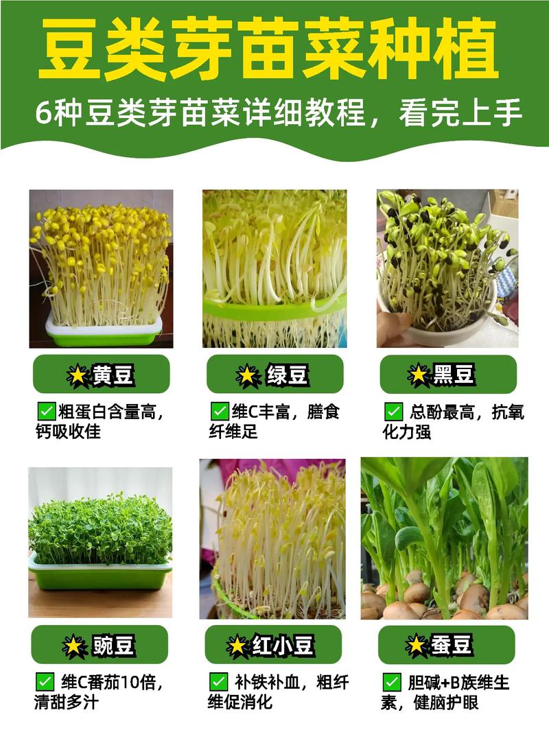 育豆芽技术如何迅雷下载?-图1 育豆芽技术如何迅雷下载?-图1