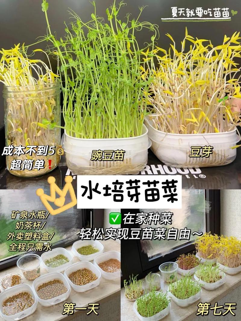 育豆芽技术如何迅雷下载?-图2 育豆芽技术如何迅雷下载?-图2